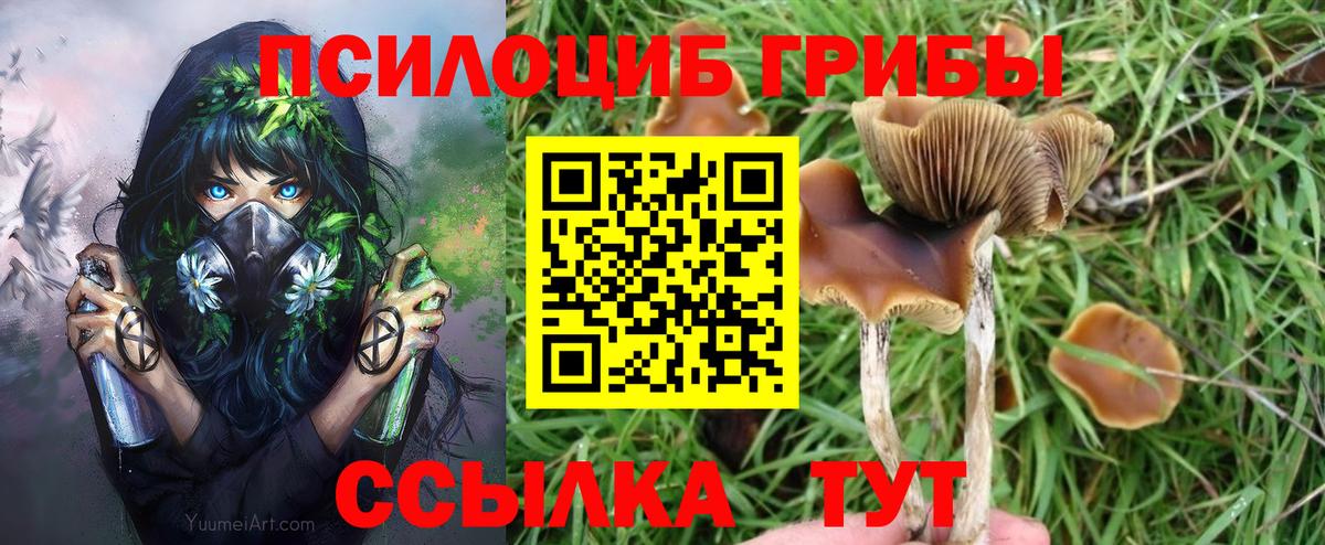 Галлюциногенные грибы Psilocybe Междуреченск